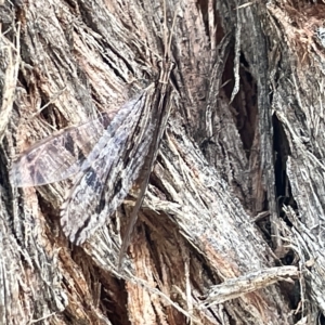 Oedosmylus tasmaniensis at Watson, ACT - 24 Mar 2023