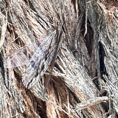 Oedosmylus tasmaniensis (Lacewing) at Watson Green Space - 24 Mar 2023 by Hejor1