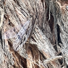 Oedosmylus tasmaniensis (Lacewing) at Watson, ACT - 24 Mar 2023 by Hejor1