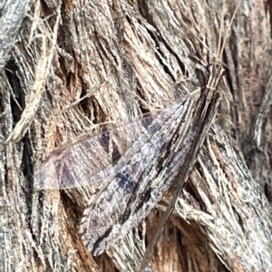 Oedosmylus tasmaniensis at Watson, ACT - 24 Mar 2023