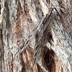 Oedosmylus tasmaniensis at Watson, ACT - 24 Mar 2023 04:35 PM