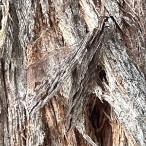 Oedosmylus tasmaniensis at Watson, ACT - 24 Mar 2023