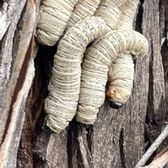 Pergidae sp. (family) at Watson, ACT - 24 Mar 2023