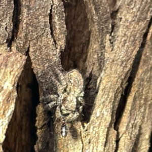 Servaea sp. (genus) (TBC) at suppressed by Hejor1