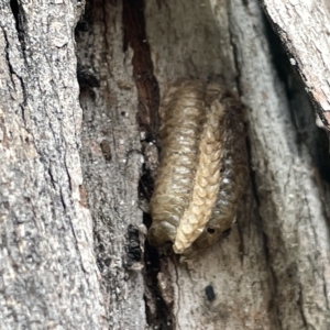 Mantidae - egg case (family) at Watson, ACT - 24 Mar 2023