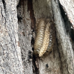Mantidae (family) (TBC) at suppressed by Hejor1