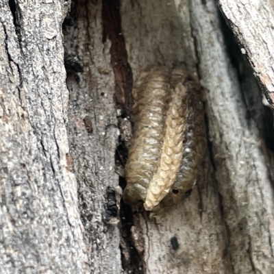 Mantidae (family) (Egg case of praying mantis) at Watson Green Space - 24 Mar 2023 by Hejor1