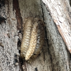 Mantidae - egg case (family) at Watson, ACT - 24 Mar 2023 04:28 PM