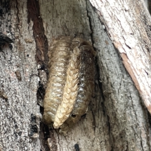 Mantidae - egg case (family) at Watson, ACT - 24 Mar 2023