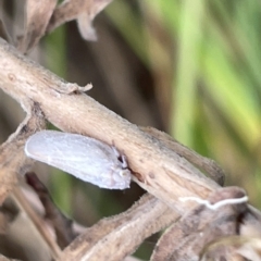 Anzora unicolor (Grey Planthopper) at Watson, ACT - 24 Mar 2023 by Hejor1