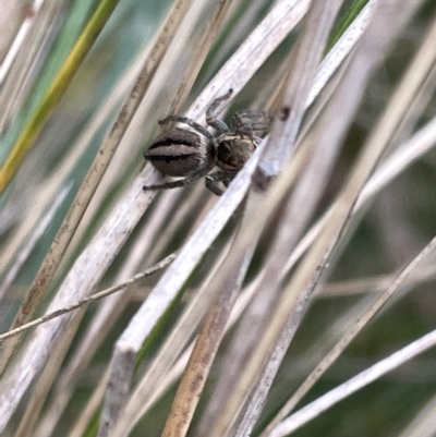 Maratus scutulatus (A jumping spider) at Watson Green Space - 24 Mar 2023 by Hejor1