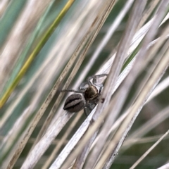 Maratus scutulatus at Watson, ACT - 24 Mar 2023 04:19 PM