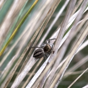 Maratus scutulatus at Watson, ACT - 24 Mar 2023 04:19 PM