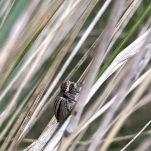 Maratus scutulatus at Watson, ACT - 24 Mar 2023 04:19 PM