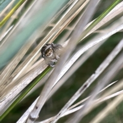 Maratus scutulatus at Watson, ACT - 24 Mar 2023 04:19 PM