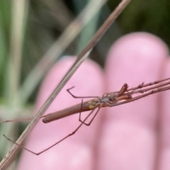 Tetragnatha sp. (genus) (Long-jawed spider) at Watson, ACT - 24 Mar 2023 by Hejor1