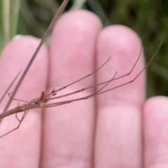 Tetragnatha sp. (genus) at Watson, ACT - 24 Mar 2023 04:17 PM