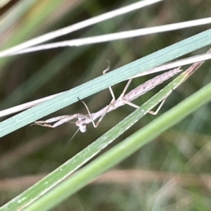 Mantidae (family) adult or nymph at Watson, ACT - 24 Mar 2023