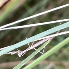 Mantidae (family) adult or nymph at Watson, ACT - 24 Mar 2023