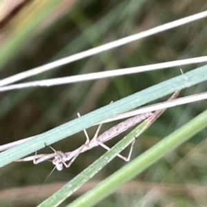 Mantidae (family) adult or nymph at Watson, ACT - 24 Mar 2023