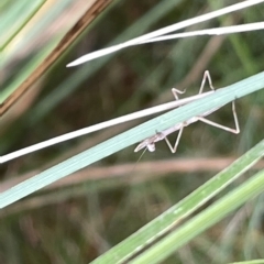 Mantidae (family) adult or nymph at Watson, ACT - 24 Mar 2023