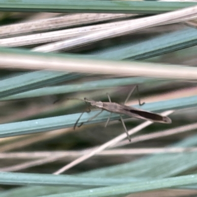 Mutusca brevicornis (A broad-headed bug) at Watson Green Space - 24 Mar 2023 by Hejor1