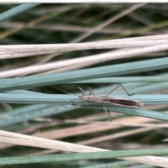 Mutusca brevicornis at Watson, ACT - 24 Mar 2023