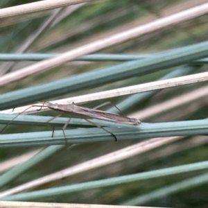 Mutusca brevicornis at Watson, ACT - 24 Mar 2023 04:13 PM