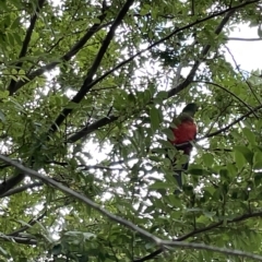 Alisterus scapularis (Australian King-Parrot) at Watson Green Space - 24 Mar 2023 by Hejor1