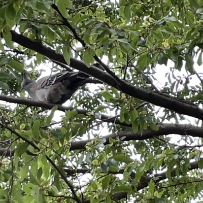 Ocyphaps lophotes (Crested Pigeon) at Watson Green Space - 24 Mar 2023 by Hejor1