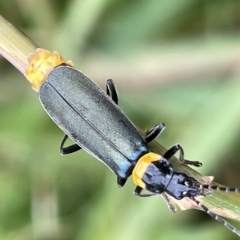 Chauliognathus lugubris (Plague Soldier Beetle) at Watson Green Space - 24 Mar 2023 by Hejor1