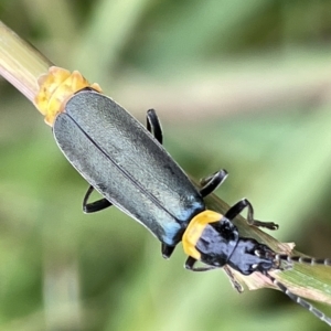 Chauliognathus lugubris (Plague Soldier Beetle) at Watson, ACT by Hejor1