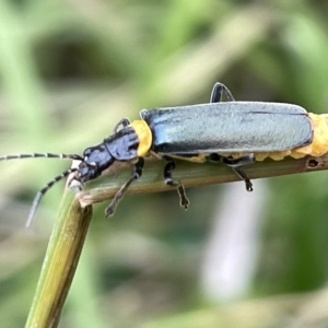 Chauliognathus lugubris at Watson, ACT - 24 Mar 2023