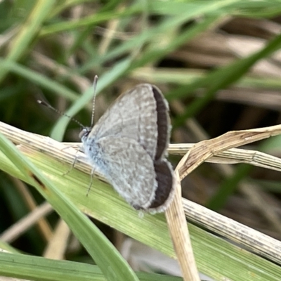 Zizina otis (Common Grass-Blue) at Watson Green Space - 24 Mar 2023 by Hejor1