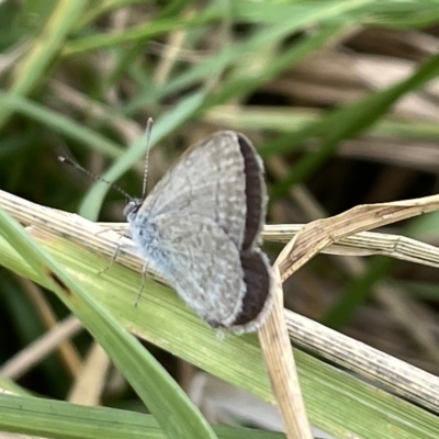 Zizina otis (Common Grass-Blue) at Watson, ACT - 24 Mar 2023 by Hejor1