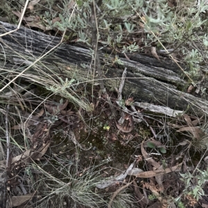 Goodenia sp. (TBC) at suppressed by lbradley