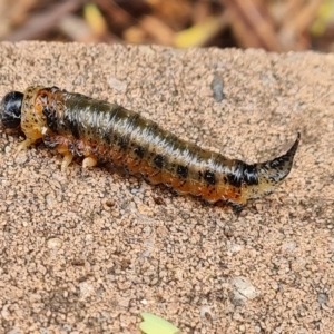 Unidentified Sawfly (Hymenoptera, Symphyta) (TBC) at suppressed by Mike