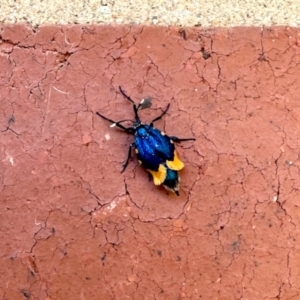 Cebysa leucotelus at Aranda, ACT - 24 Mar 2023