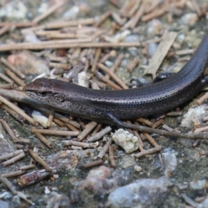 Lampropholis delicata at Fyshwick, ACT - 24 Mar 2023 01:43 PM