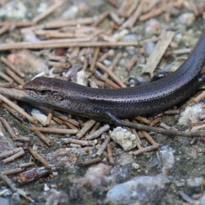 Lampropholis delicata (Delicate Skink) at Jerrabomberra Wetlands - 24 Mar 2023 by RodDeb