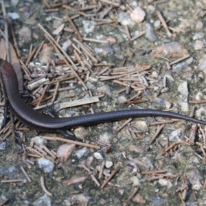 Lampropholis delicata at Fyshwick, ACT - 24 Mar 2023 01:43 PM