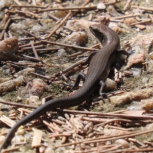 Lampropholis delicata at Fyshwick, ACT - 24 Mar 2023 01:43 PM