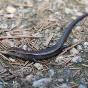 Lampropholis delicata at Fyshwick, ACT - 24 Mar 2023 01:43 PM