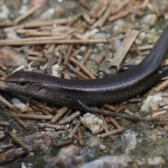 Lampropholis delicata at Fyshwick, ACT - 24 Mar 2023