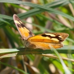 Heteronympha merope (Common Brown Butterfly) at Fyshwick, ACT - 24 Mar 2023 by RodDeb