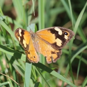 Heteronympha merope at Fyshwick, ACT - 24 Mar 2023 01:43 PM