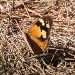 Heteronympha merope at Fyshwick, ACT - 24 Mar 2023