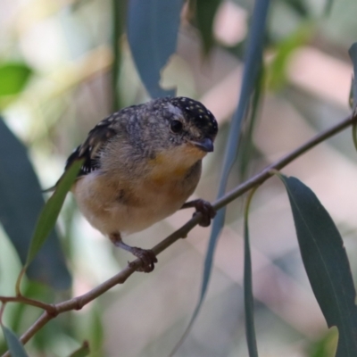 Pardalotus punctatus (Spotted Pardalote) at Jerrabomberra Wetlands - 24 Mar 2023 by RodDeb