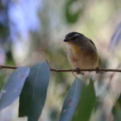 Pardalotus punctatus at Fyshwick, ACT - 24 Mar 2023