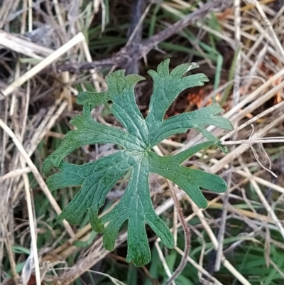 Geranium solanderi var. solanderi (Native Geranium) at Fadden, ACT - 23 Mar 2023 by KumikoCallaway